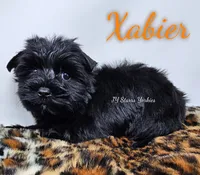 Xabier READY , a male Yorkshire Terrier for sale in Trinity, FL – 2 of 4