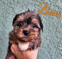 Zion, a male Yorkshire Terrier for sale in Trinity, FL – 7 of 7