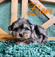 Zion, a male Yorkshire Terrier for sale in Trinity, FL – 3 of 7