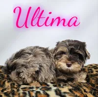 Ultima READY , a female Yorkshire Terrier for sale in Trinity, FL – 4 of 4