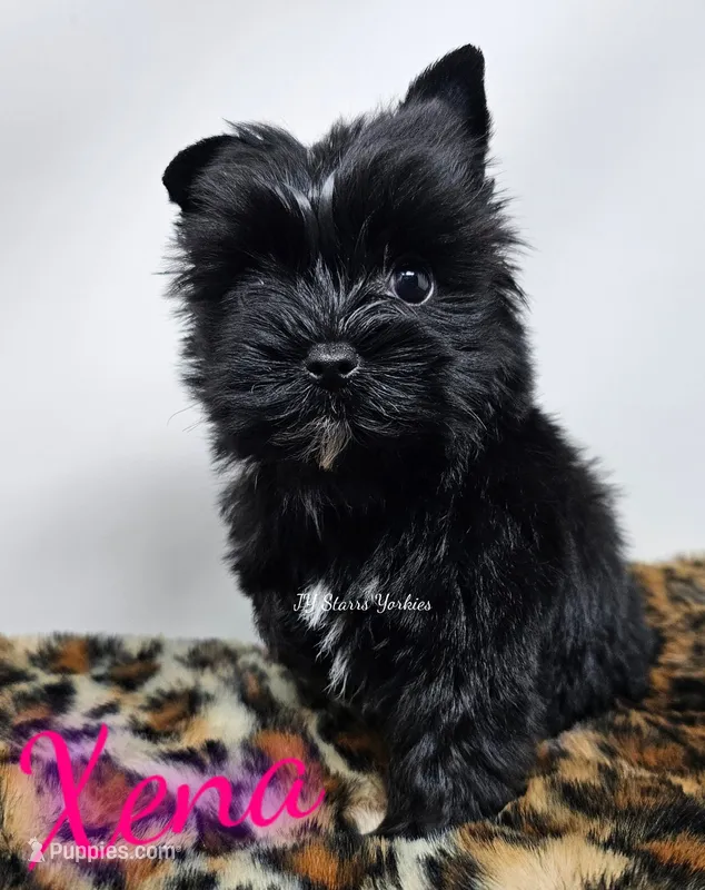 Xena Small – Yorkshire Terrier puppy for sale in Trinity, FL