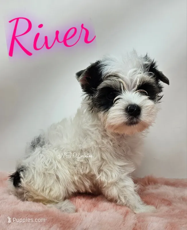 River READY  – Yorkshire Terrier puppy for sale in Trinity, FL