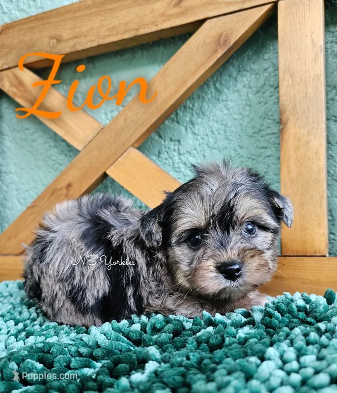 Zion – Yorkshire Terrier puppy for sale in Trinity, FL