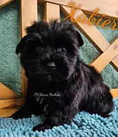 Xabier READY , a male Yorkshire Terrier for sale in Trinity, FL – 3 of 4