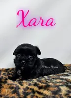 Xara, a female Yorkshire Terrier for sale in Trinity, FL – 3 of 4