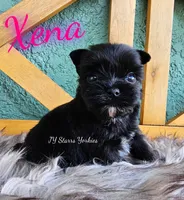 Xena Small, a female Yorkshire Terrier for sale in Trinity, FL – 4 of 4