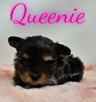 Queenie, a female Yorkshire Terrier for sale in Trinity, FL – Photo 3 of 5