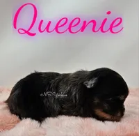 Queenie, a female Yorkshire Terrier for sale in Trinity, FL – Photo 5 of 5