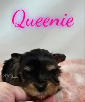 Queenie, a female Yorkshire Terrier for sale in Trinity, FL – Photo 4 of 5