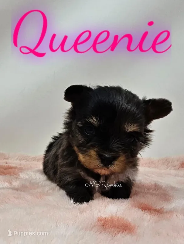 Queenie – Yorkshire Terrier puppy for sale in Trinity, FL