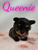Queenie, a female Yorkshire Terrier for sale in Trinity, FL – Photo 1 of 5
