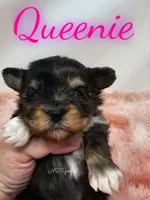 Queenie, a female Yorkshire Terrier for sale in Trinity, FL – Photo 2 of 5
