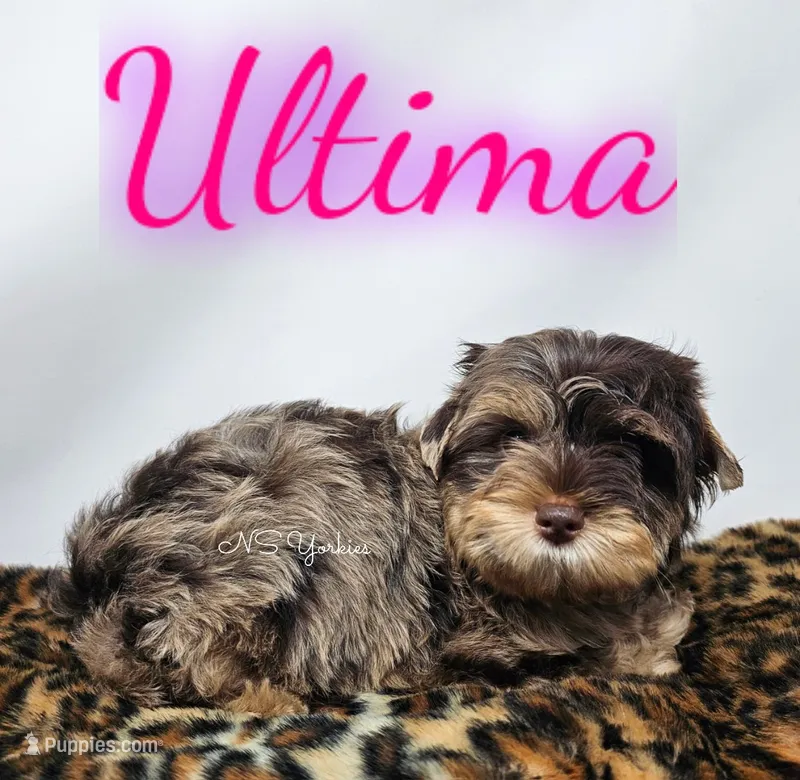 Ultima READY  – Yorkshire Terrier puppy for sale in Trinity, FL
