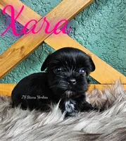 Xara, a female Yorkshire Terrier for sale in Trinity, FL – 2 of 4