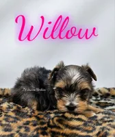 Willow , a female Yorkshire Terrier for sale in Trinity, FL – 4 of 5