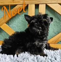 Noel READY, a male Yorkshire Terrier for sale in Trinity, FL – Photo 3 of 6