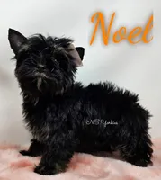 Noel READY, a male Yorkshire Terrier for sale in Trinity, FL – Photo 2 of 6