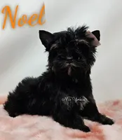 Noel READY, a male Yorkshire Terrier for sale in Trinity, FL – Photo 1 of 6