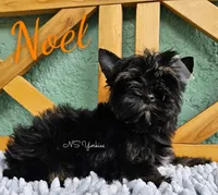 Noel READY, a male Yorkshire Terrier for sale in Trinity, FL – Photo 5 of 6