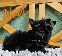 Noel READY, a male Yorkshire Terrier for sale in Trinity, FL – Photo 4 of 6