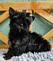 Noel READY, a male Yorkshire Terrier for sale in Trinity, FL – Photo 6 of 6