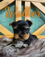 Walker, a male Yorkshire Terrier for sale in Trinity, FL – 3 of 4