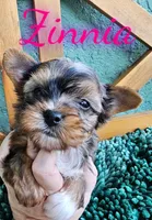 Zinnia, a female Yorkshire Terrier for sale in Trinity, FL – 5 of 7