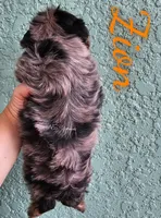 Zion, a male Yorkshire Terrier for sale in Trinity, FL – 6 of 7