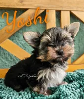 Yoshi, a male Yorkshire Terrier for sale in Trinity, FL – 5 of 5