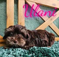 Ulani , a female Yorkshire Terrier for sale in Trinity, FL – 4 of 5