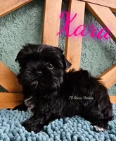 Xara READY , a female Yorkshire Terrier for sale in Trinity, FL – 4 of 5