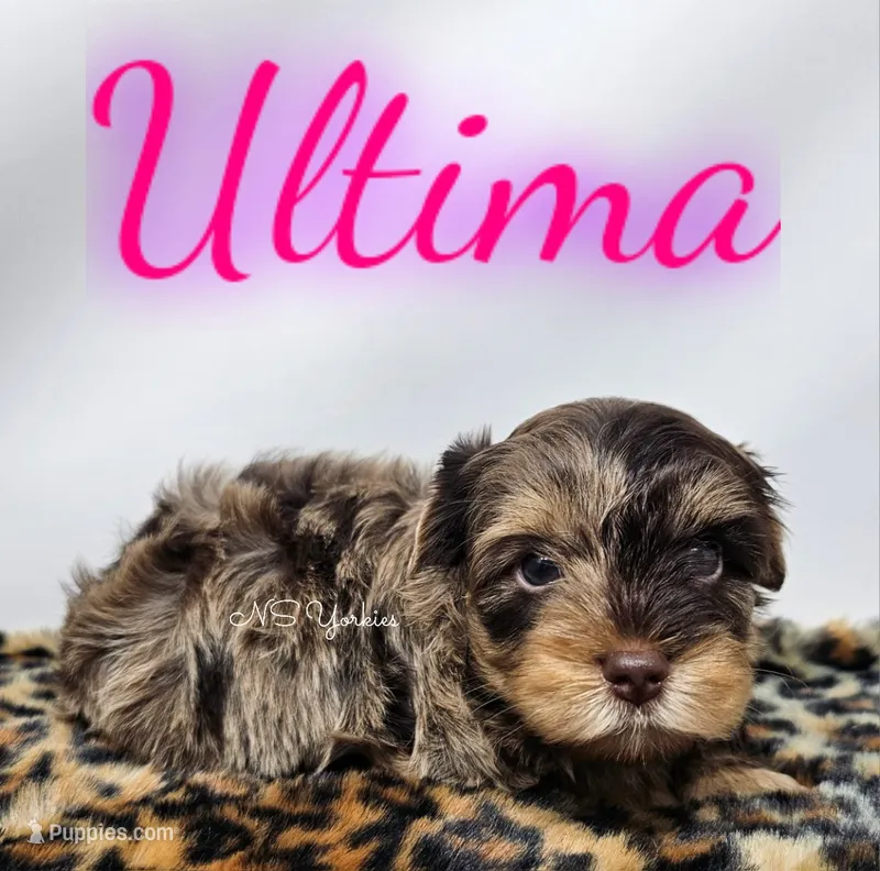 Ultima – Yorkshire Terrier puppy for sale in Trinity, FL