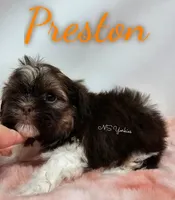 Preston , a male Shorkie for sale in Trinity, FL – Photo 5 of 5