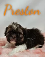 Preston , a male Shorkie for sale in Trinity, FL – Photo 2 of 5