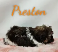 Preston , a male Shorkie for sale in Trinity, FL – Photo 3 of 5
