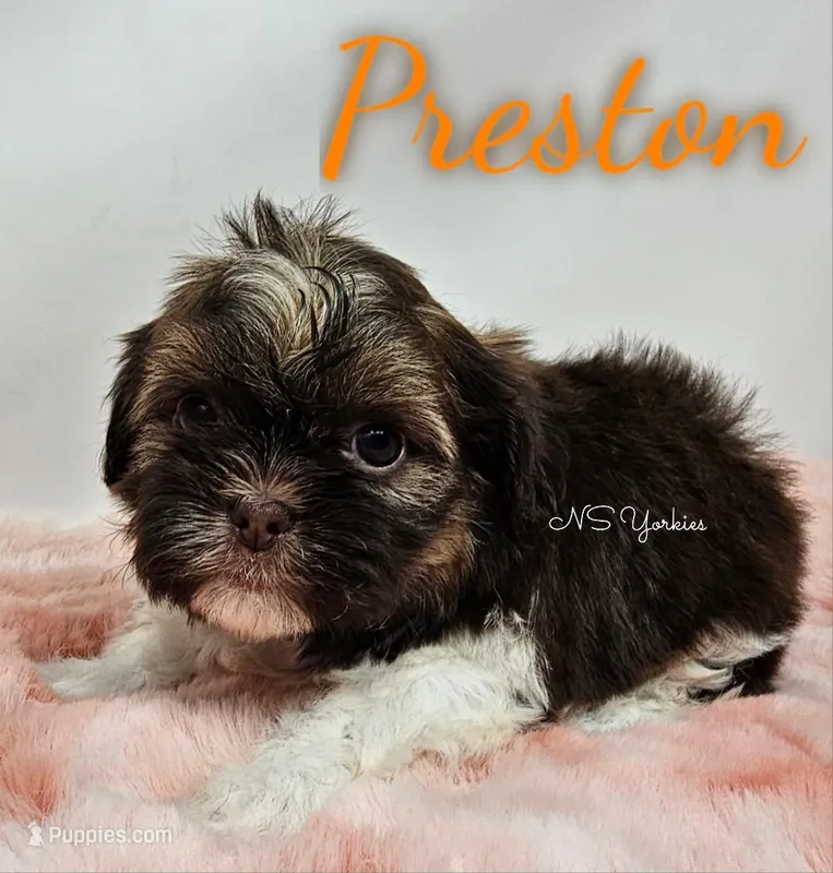 Preston  – Shorkie puppy for sale in Trinity, FL
