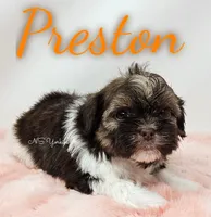 Preston , a male Shorkie for sale in Trinity, FL – Photo 4 of 5