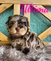 Ultima, a female Yorkshire Terrier for sale in Trinity, FL – 2 of 4