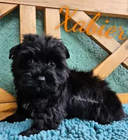 Xabier READY , a male Yorkshire Terrier for sale in Trinity, FL – 4 of 4