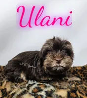 Ulani READY , a female Yorkshire Terrier for sale in Trinity, FL – 4 of 4