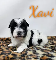 Xavi, a male Yorkshire Terrier for sale in Trinity, FL – 2 of 6