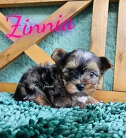 Zinnia, a female Yorkshire Terrier for sale in Trinity, FL – 3 of 7