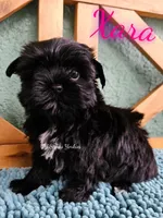 Xara READY , a female Yorkshire Terrier for sale in Trinity, FL – 5 of 5