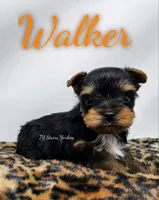 Walker, a male Yorkshire Terrier for sale in Trinity, FL – 4 of 4
