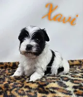 Xavi, a male Yorkshire Terrier for sale in Trinity, FL – 6 of 6
