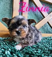 Zinnia, a female Yorkshire Terrier for sale in Trinity, FL – 7 of 7