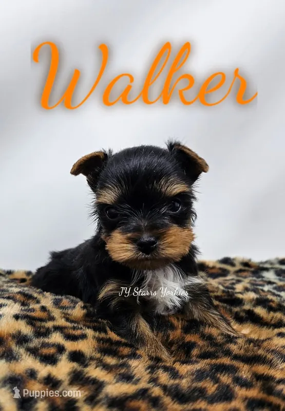 Walker – Yorkshire Terrier puppy for sale in Trinity, FL