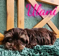 Ulani , a female Yorkshire Terrier for sale in Trinity, FL – 5 of 5