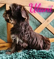 Ulani , a female Yorkshire Terrier for sale in Trinity, FL – 3 of 5