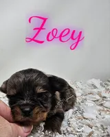 Zoey, a female Yorkshire Terrier for sale in Trinity, FL – 4 of 4